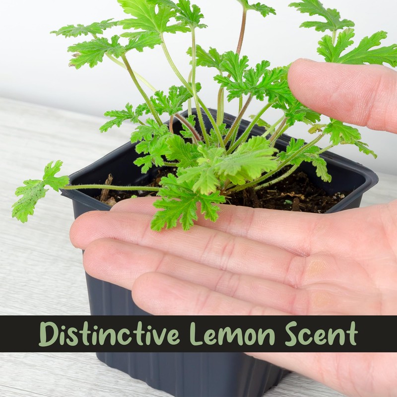 Live Citronella Geranium Plants (2-Pack); Pelargonium Citronella Scented Potted Plants