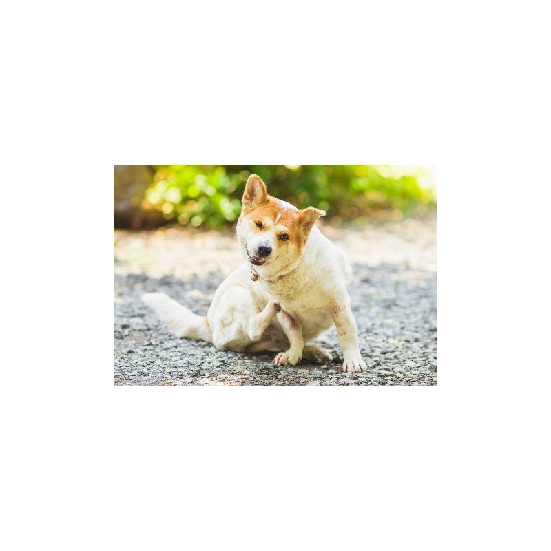 PET SUPPLEMENTS PET SUPPLEMENTS Dog Immune Support - Natural Dog
