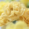 Outsidepride Carnation Yellow - 1000 Seeds