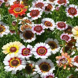 1200+ Painted Daisy Flower Seeds - Chrysanthemum Carinatum, Vibrant Rainbow Mix Perennial Seeds, Fragrant Blooms Attract Butterflies, Essential for Home Gardens