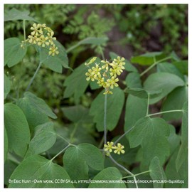 Everwilde Farms - 1/4 Lb Blue Cohosh Native Wildflower Seeds - Gold Vault