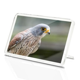 Classic Rectangle Magnet with Stand - Kestrel Bird of Prey Portrait Nature Wildlife - Fridge Locker Office Whiteboard Toolbox #51281