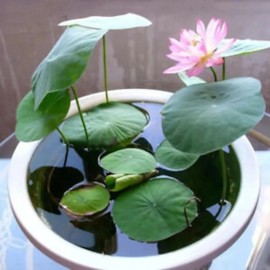 CZ GRAIN Bonsai Water Lily Seeds - 10 Seeds - Flowering Water Bonsai with Lily Pad