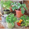 Ecot Planting Kit and Pot