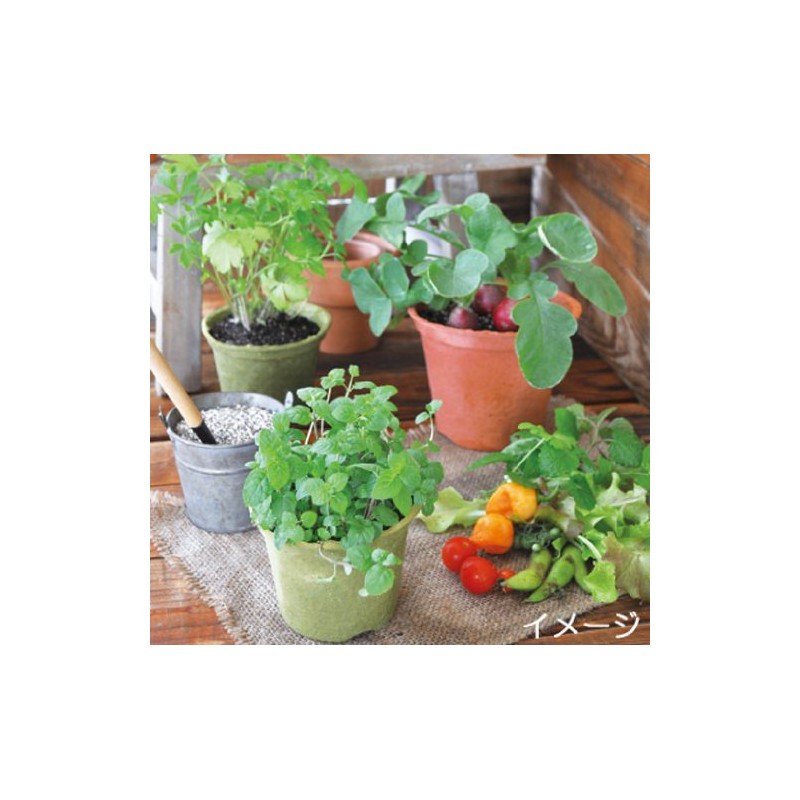 Ecot Planting Kit and Pot
