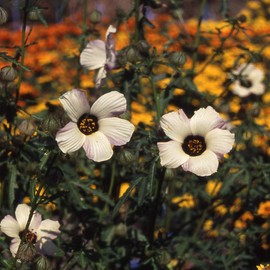 Outsidepride Hibiscus Trionum Flower Seeds - 500 Seeds
