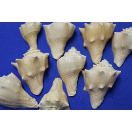 Salty Pelican Hemifusus Conchilidium Seashells 3 inch to 4 inch, SS-110 - 10 items $39.98