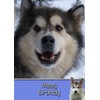 Alaskan Malamute Birthday Card