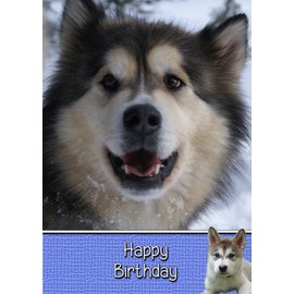 Alaskan Malamute Birthday Card