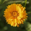Lance-Leaf Coreopsis Seeds - Sunburst - Packet - Yellow Flower