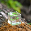Bon Cube Mini Acrylic Resin Cube Paperweight with Preserved Flower