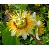 Vine Yellow Holosericea Passiflora Passion Fruit "STARTER" Plant