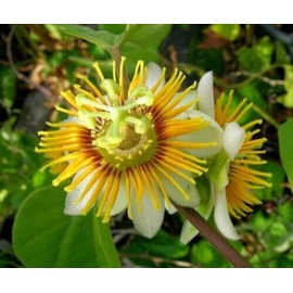 Vine Yellow Holosericea Passiflora Passion Fruit "STARTER" Plant