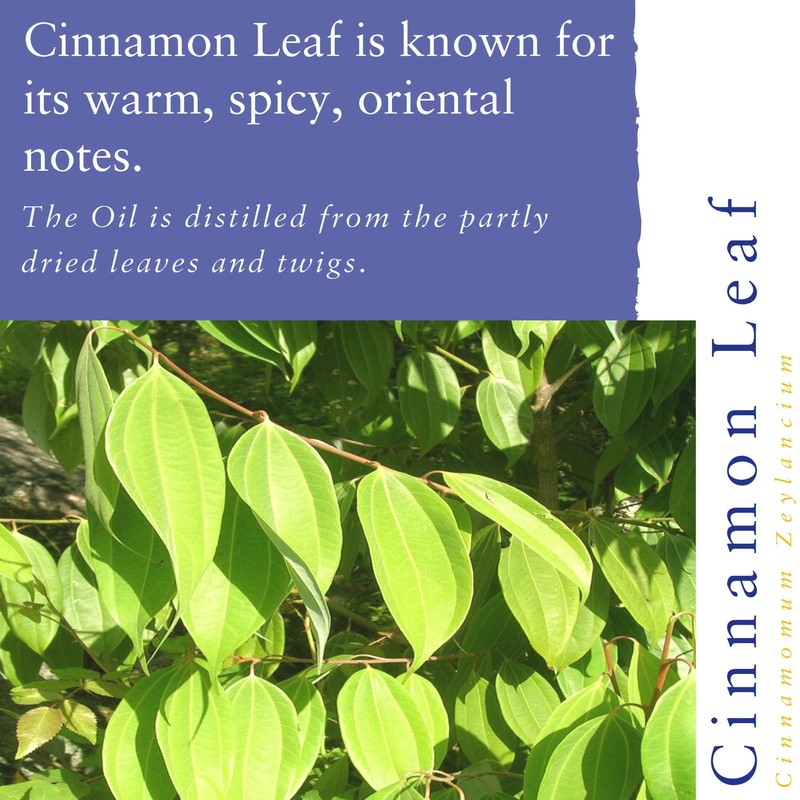 Absolute Aromas Spicy Essential Oils Set - Pack of 3