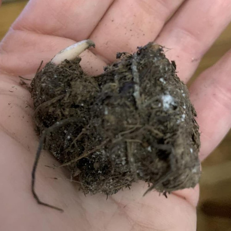 Postman Joyner Caladium Bulb - Fancy Leaf Caladium - 1