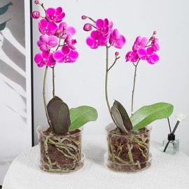 MIBUNG 2Pcs Orchid Pots with Holes and Tray, Transparent Glass Planter for Orchids with Drainage Hole&Saucer, Orchid Planter for Repotting, Pots for Indoor Flower Plants(5.8inch)