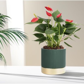 Ten-stone Set of 3 Cement Planter Pots with Drainage Hole,4 inch Plant Pots for Plants Indoor Houseplants,Succulent Pots Windowsil Planter (Green&Gold)