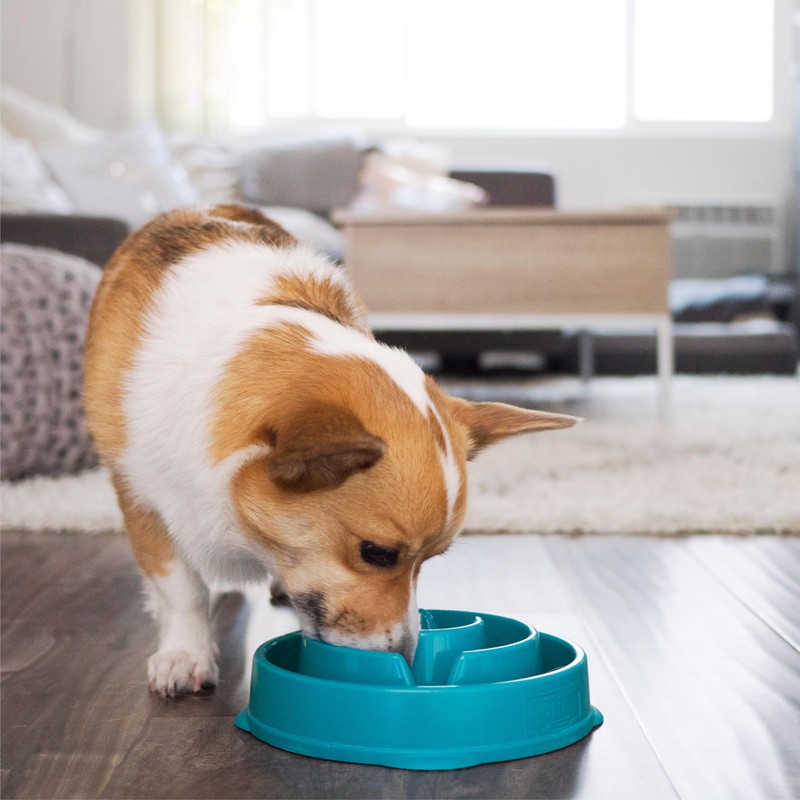 Outward Hound Medium Slow Feeder Bowl, Puzzle Maze for Fast