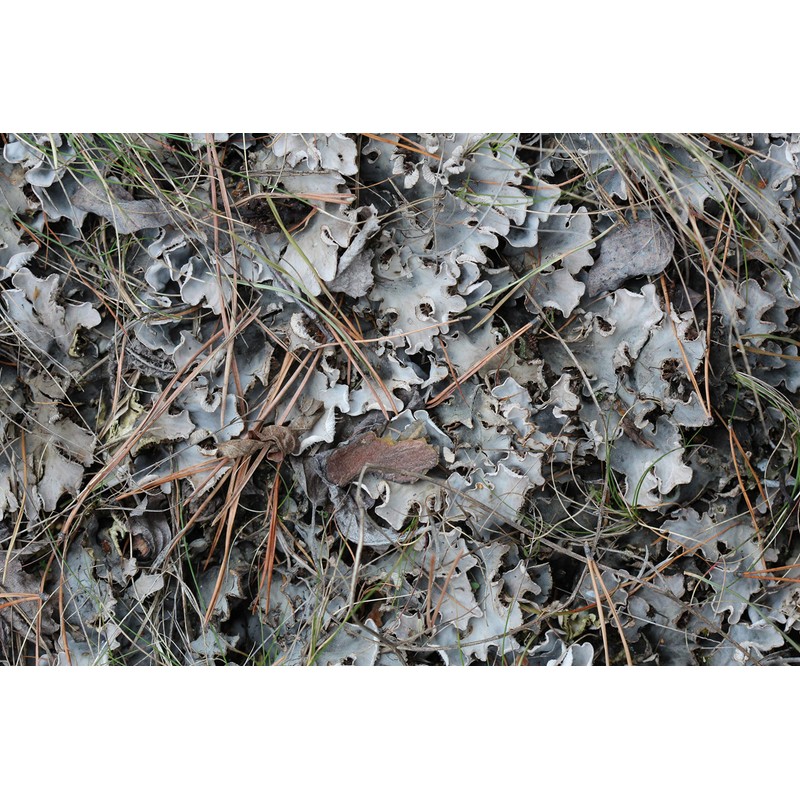 Health Embassy Iceland Moss (Cetraria islandica), 50g