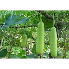 Bottle Gourd Seeds, NAM Tao Yao (Asian Vegetable) Grows 12" Long and 2.5 pounds. 25 Seeds