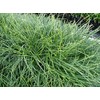 New and Healthy Standard MONDO GRASS ~ 18 pots (3.5")