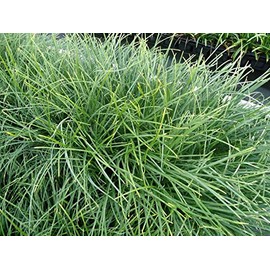 New and Healthy Standard MONDO GRASS ~ 18 pots (3.5") ~ Green Border Plant ~ Ground cover