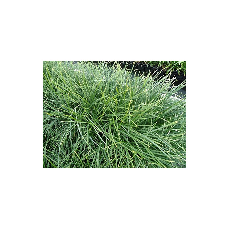 New and Healthy Standard MONDO GRASS ~ 18 pots (3.5")