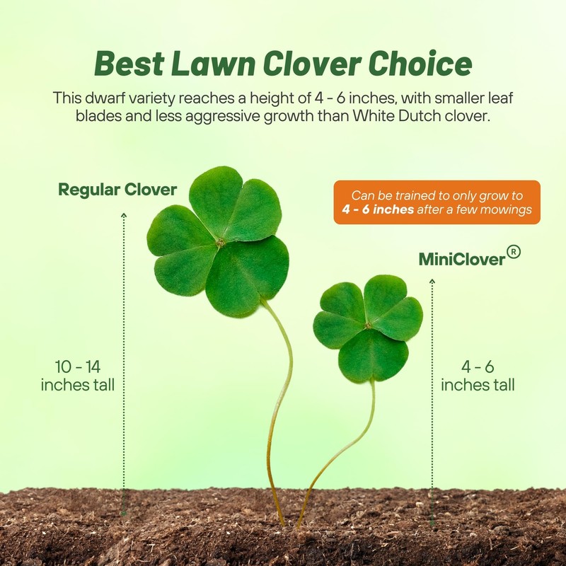 Outsidepride Perennial White MiniClover Seed - 5 lb. Dwarf, Small-Leaved,