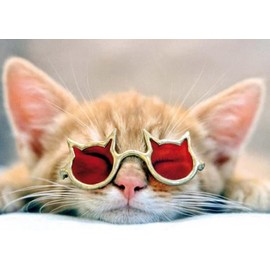 Pack of 3: postcard A6 +++ funny by modern times +++ cool cat +++ artconcept © action press rex features