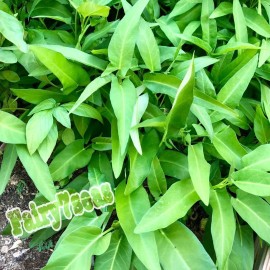 Fairy7Seas Thai Water Spinach SEEDS, Green Stem ChingQuat, KongXinCai,Ong - 1000 Seeds