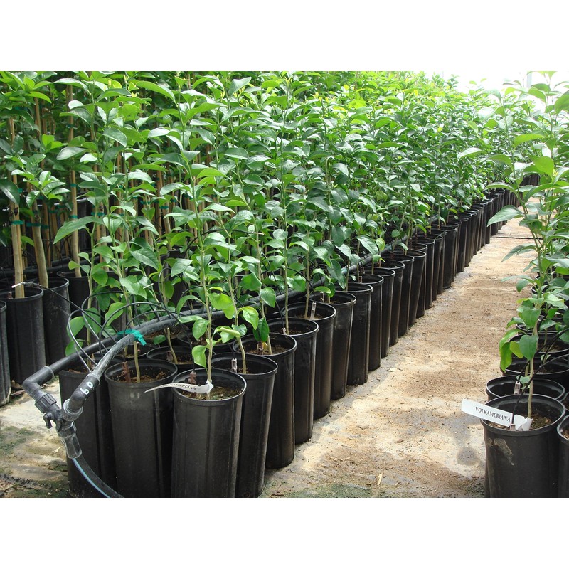 Stuewe & Sons – CP612R Treepot – 6” x 12”