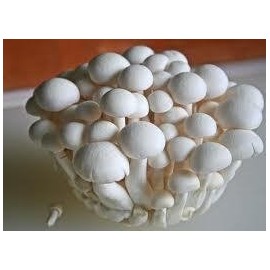 Potato Dextrose Agar PDA - Sterilized - 5, 100mm x 15mm Plates- Great For Growing Mushrooms