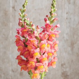 Snapdragon Seeds Dog's Mouth Perennial Annual Cut Flower Fragrant Deer & Drought Tolreant Attract Pollinators Border Edging Hanging Basket Containers Outdoor 200Pcs Flower Seeds by YEGAOL Garden