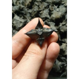 DEVILS POD, TRAPA NATANS WATER CHESTNUTS LOT OF 20 ARTS CRAFTS GRIDS PROTECTION