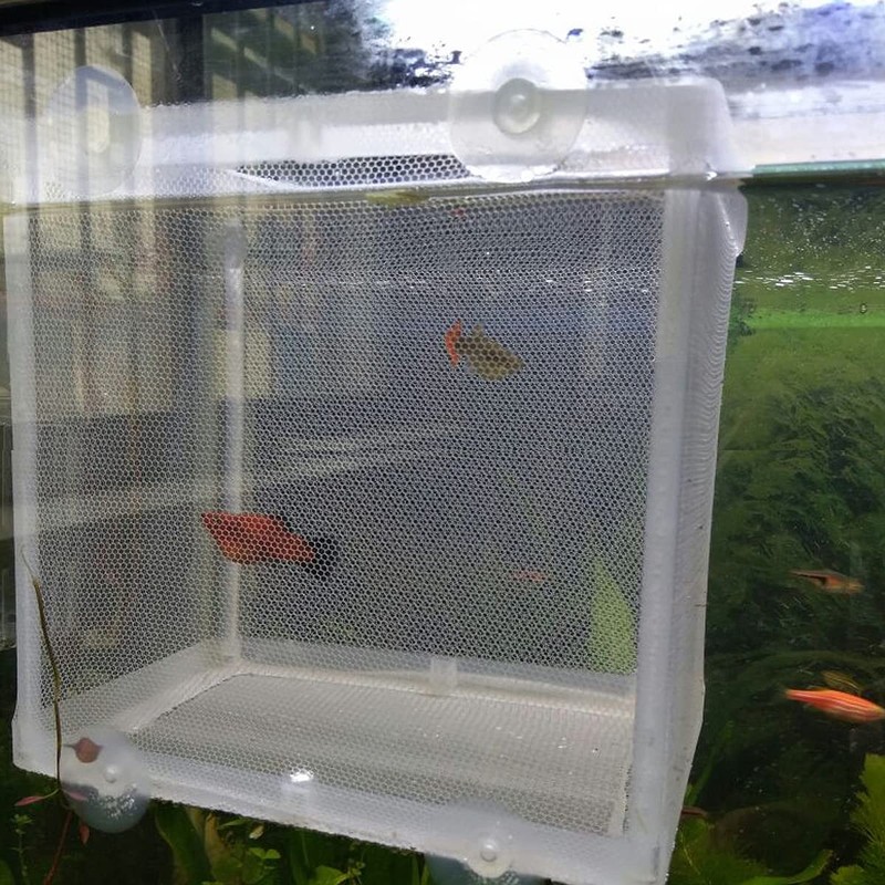 Aquarium Breeding Boxes,CHENKEE 3 pcs Fish Breeder Net Fry Hatchery