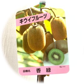 Kiwi Seedlings, Fragrant Green (Green Fruit), 4.7 inches (12 cm) Pot Seedlings, Koryoku Kiwi Seedlings, Kiwi Fruit