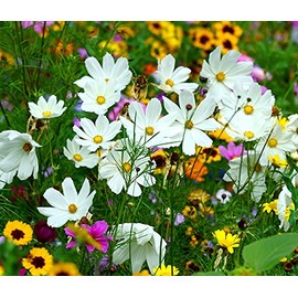 Cosmos Seeds - 50 Cosmos Seeds for Planting White Flower Seeds for Outdoor Indoor Garden Planting Gardening Gift
