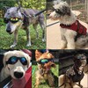 JIABEIUS JIABEIUS Dog Goggles Dog Sunglasses, Dog Glasses Windproof Puppy