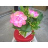 Plastic Artificial Lotus Flower with White Square Procelain Pot