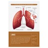 Quarterhouse Human Body Organs and Functions Poster Set, Science Classroom