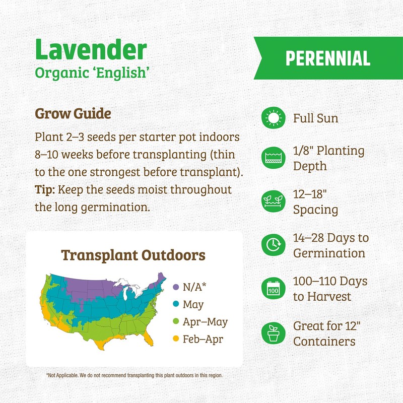 Seed Packet - Lavender 'English'