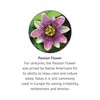 Botanic Choice Passion Flower Liquid Extract - Alcohol-Free Herbal Supplement,