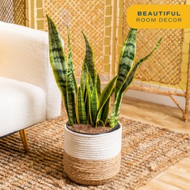 Costa Farms Live Snake Plant, Sansevieria, Easy Care House Plant in Modern Decor Pot, Houseplant in Potting Soil Mix, Succulent Plant Gift for Housewarming, Office and Home Decor, 2-3 Feet Tall