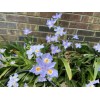 Carolina Lavender Heirloom Iris Purple, Walking Iris, 4 Plants +