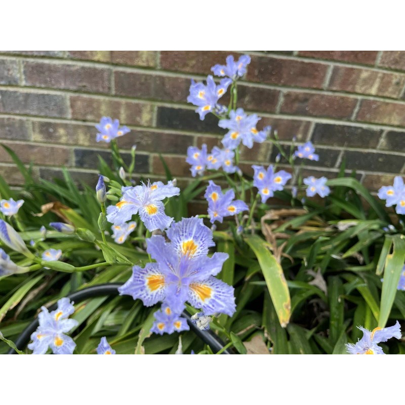 Carolina Lavender Heirloom Iris Purple, Walking Iris, 4 Plants +