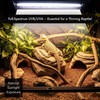 T5 HO UVB Reptile Light Bulbs – High-Output 24W 10.0UVB