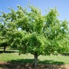 Methley Plum Tree, Sweet, Juicy Plum with Excellent Flavor and