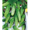 22Day Seeds: Seeds Cucumber Rodnichok F1 Open-Pollinated / 45 Days/Non