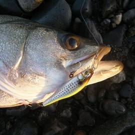 Megabass Minnow X-80SW S 4 GG Sardine Lure