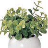 Cute Round Photocatalyst Houseplant